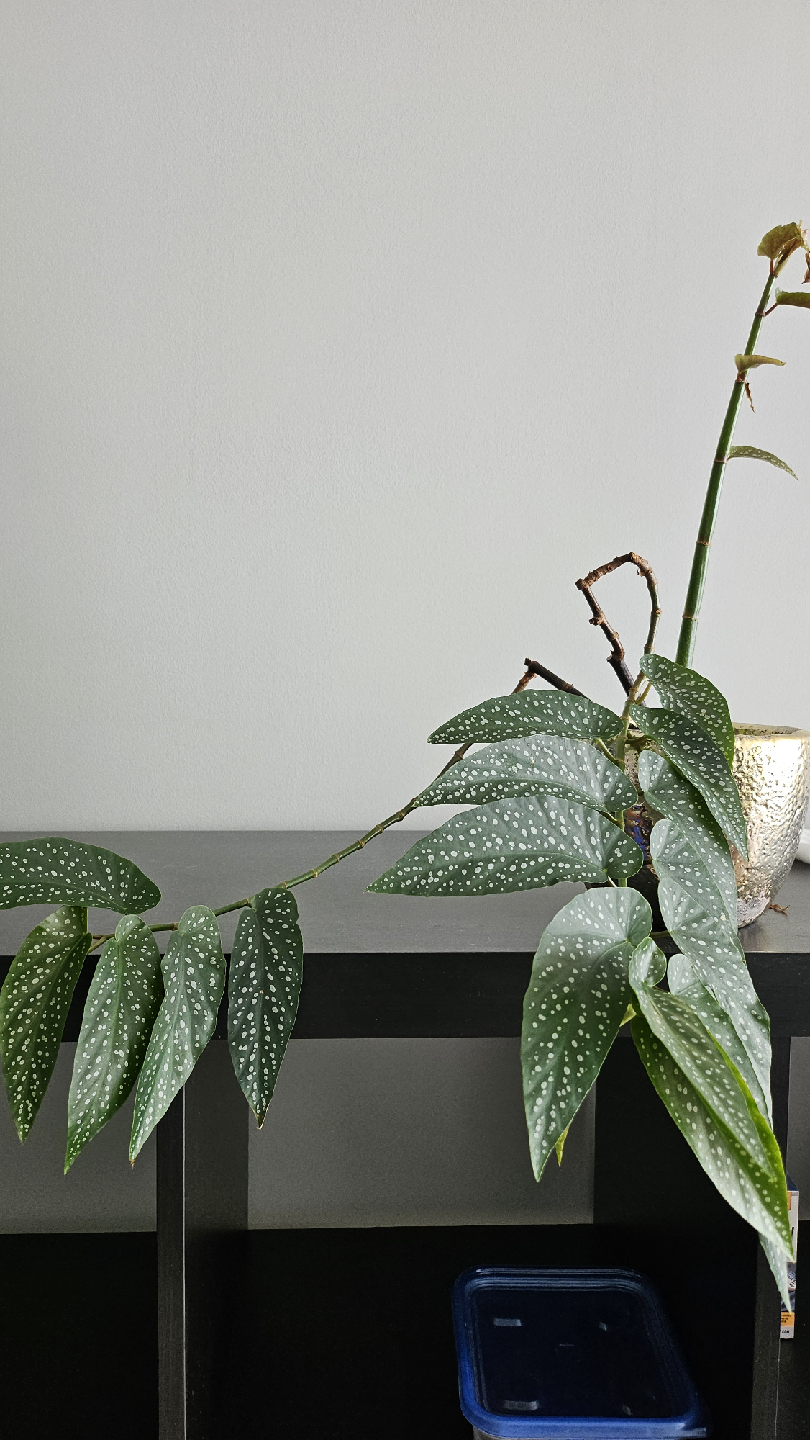Begonia Maculata 'Wightii' in silvery pot - photo 4