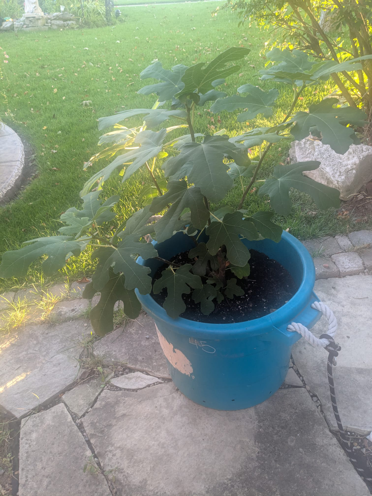 Potted Fig Tree