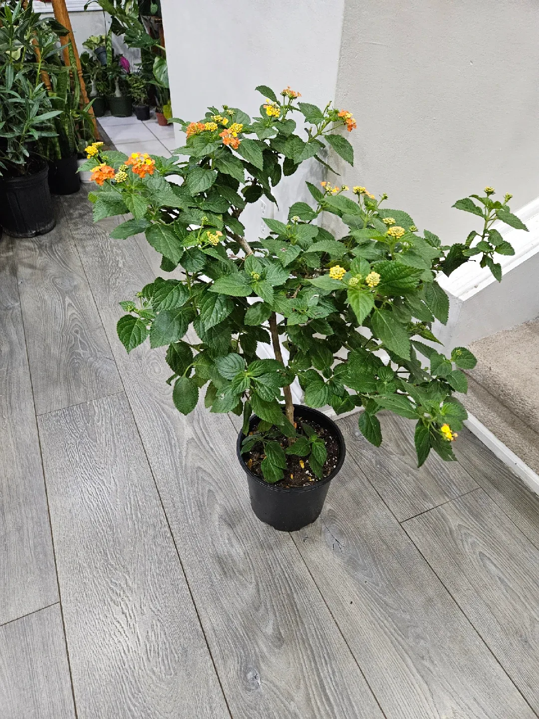 Potted Lantana Plant image indicator(3)