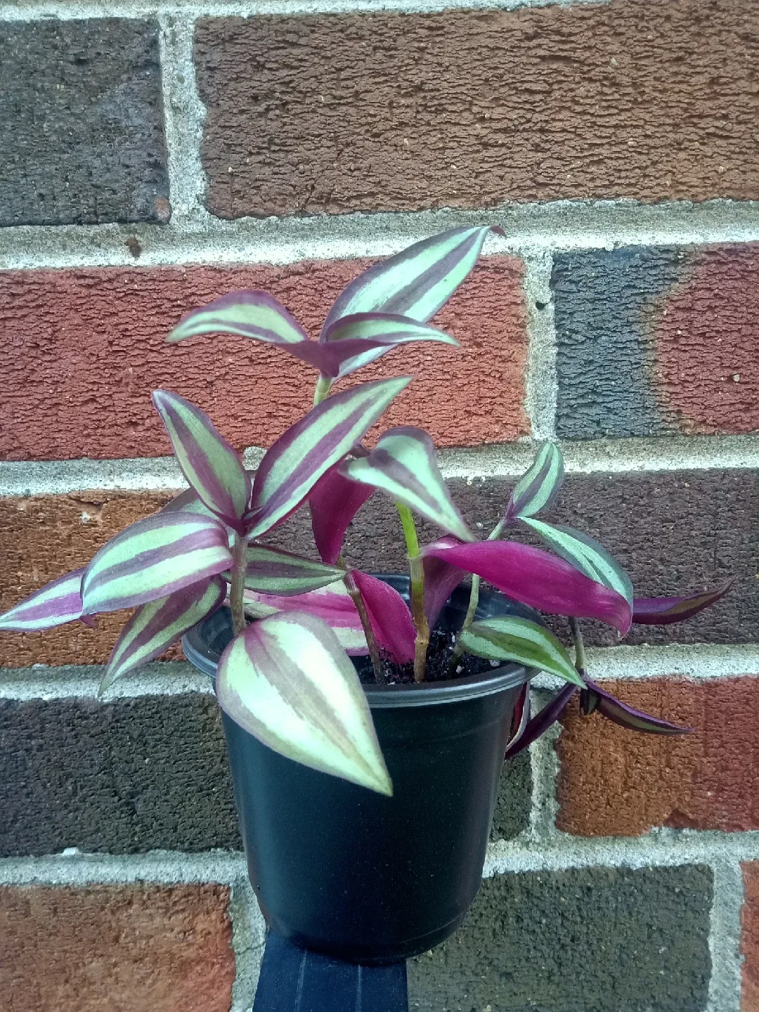 Wandering Jew image indicator(2)