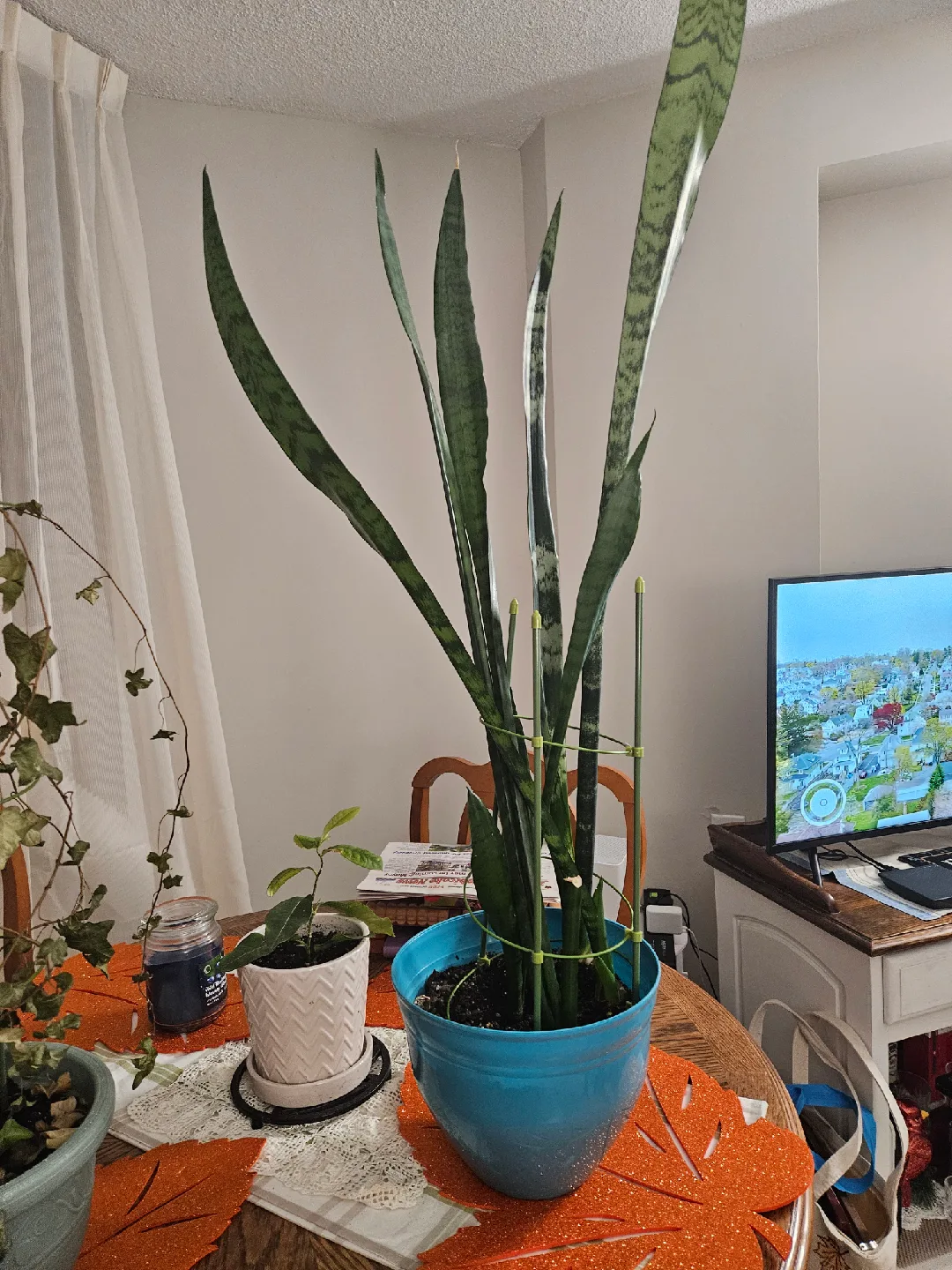 Potted Snake Plant and Other Plants 🤎 image indicator(2)