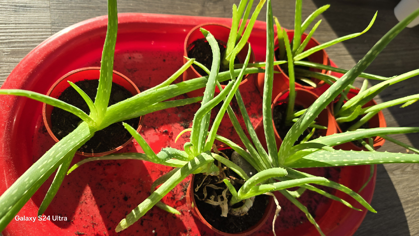 Aloe Vera Plant 🥕 - photo 2