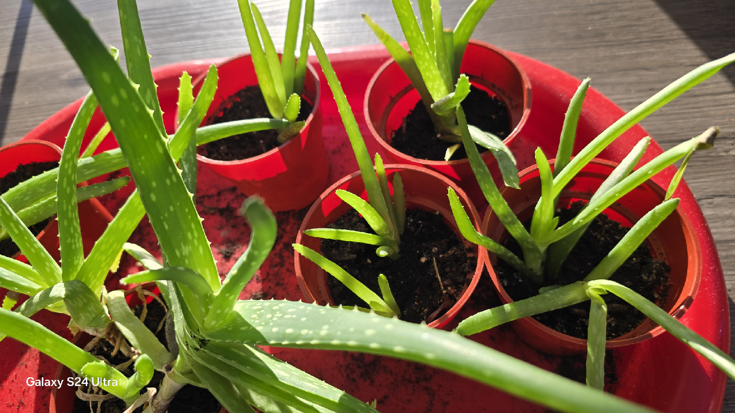 Aloe Vera Plant 🥕 - photo 3