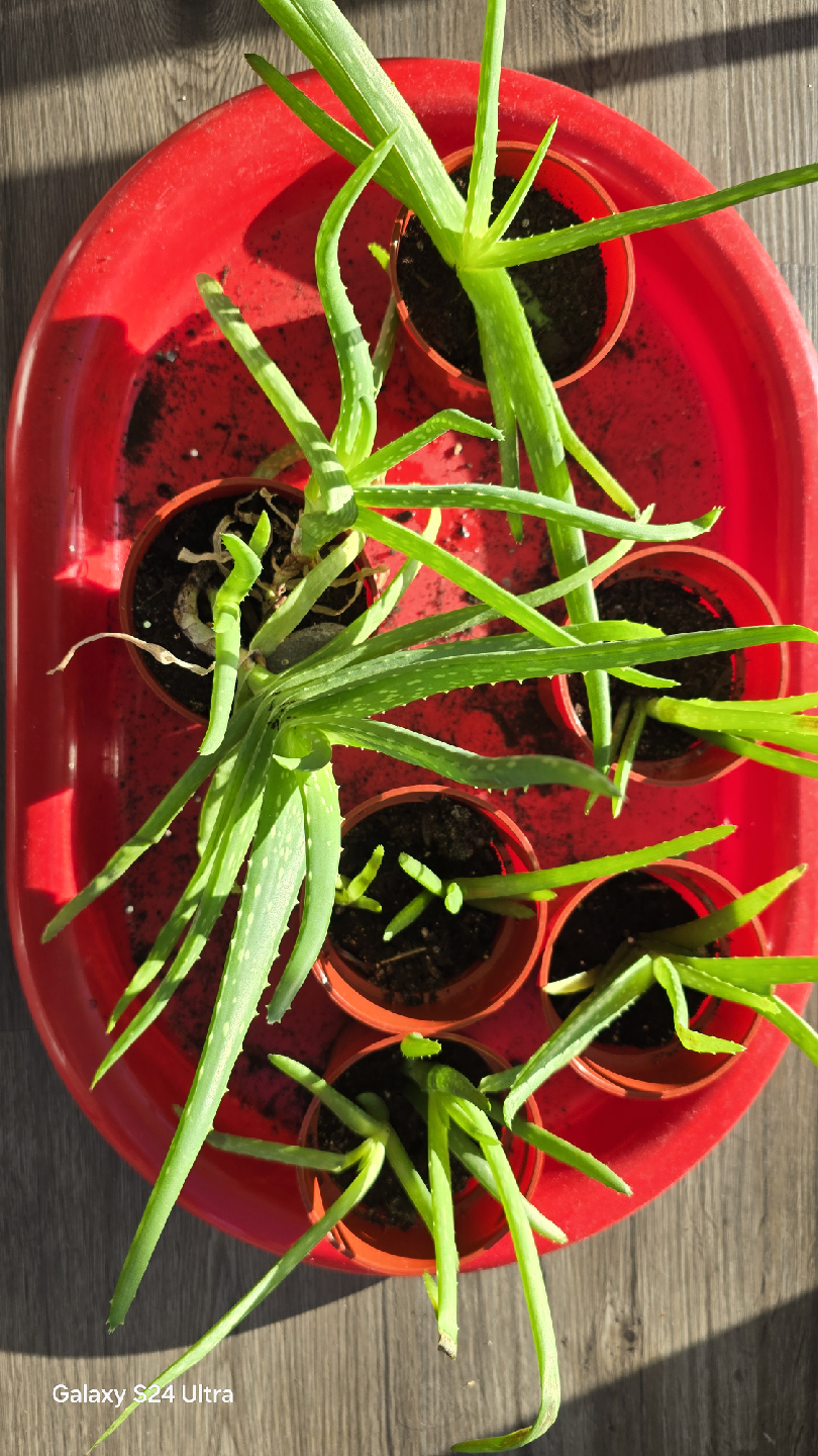 Aloe Vera Plant 🥕