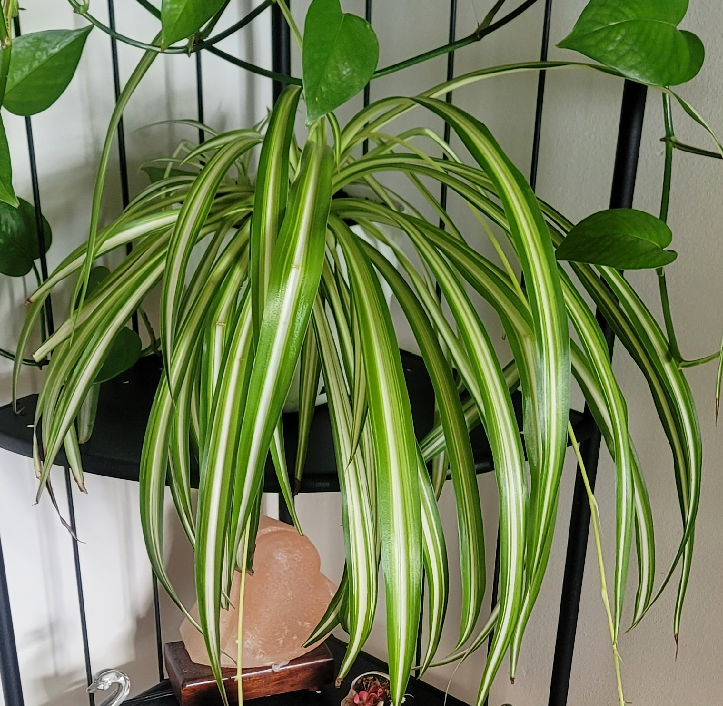 Spider Plant