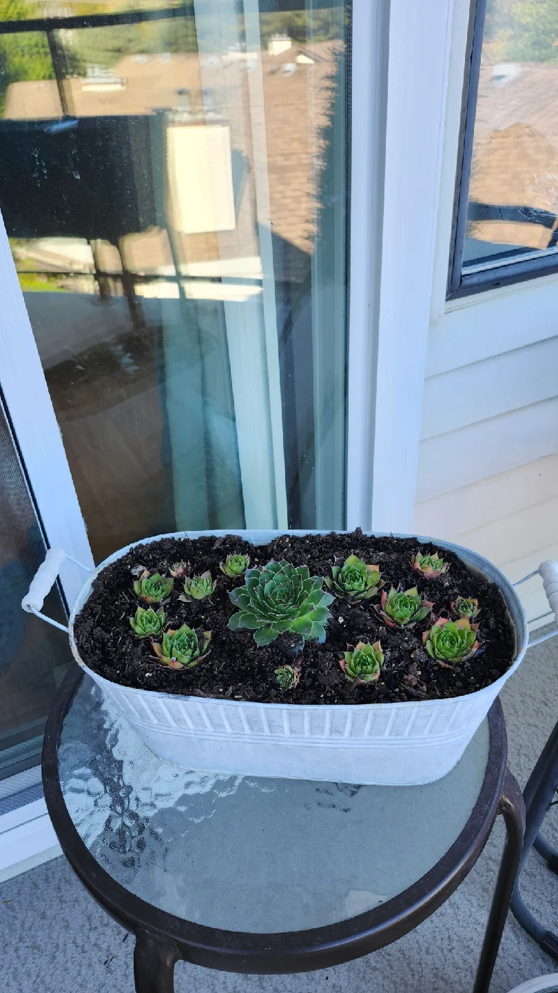 Succulents in white metal planter image indicator(2)