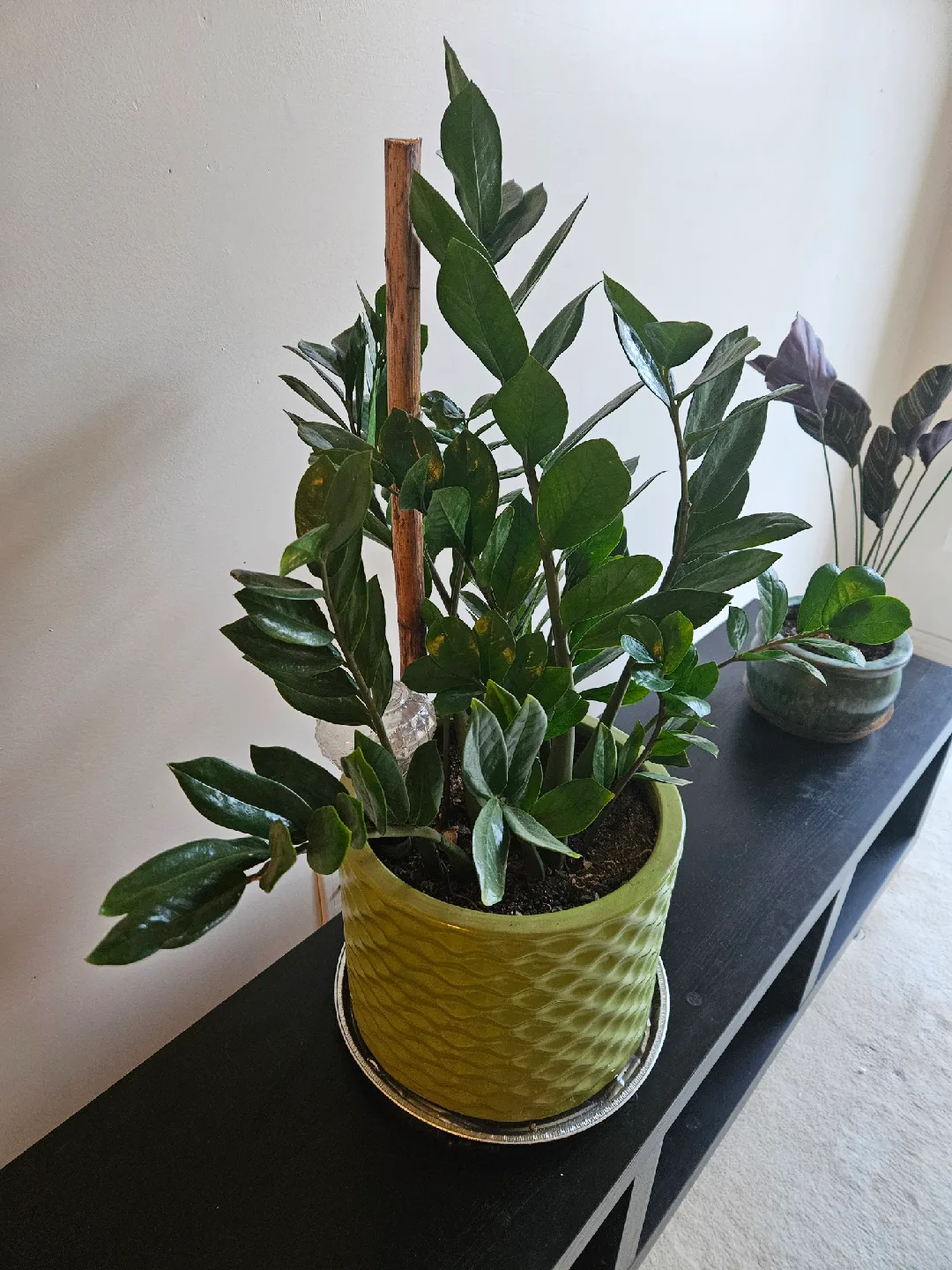 33" ZZ Plant in Green Pot image indicator(2)