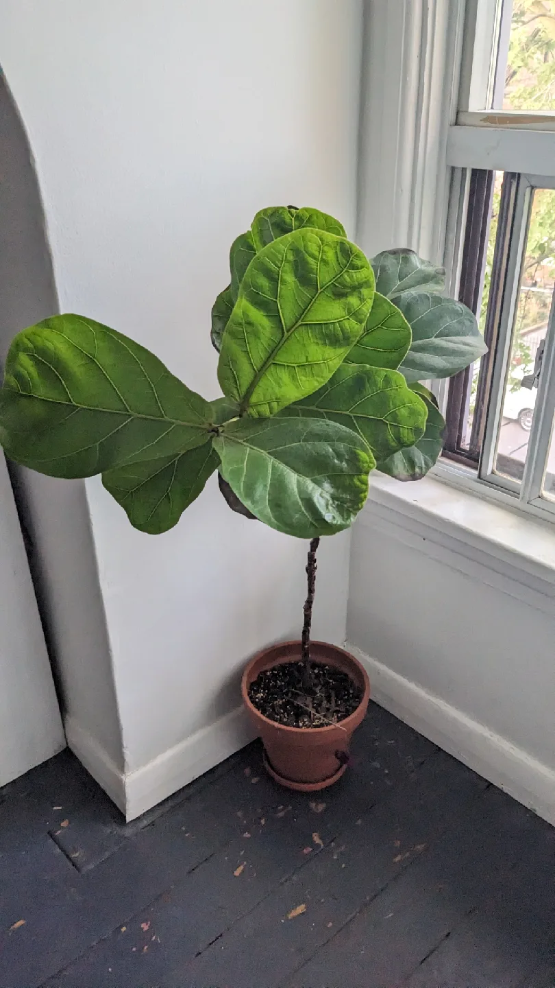 Fiddle Leaf Fig Plant