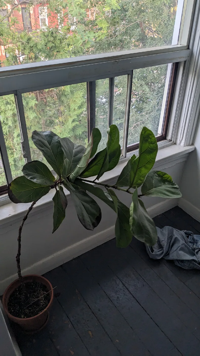 Fiddle Leaf Fig Plant image indicator(4)