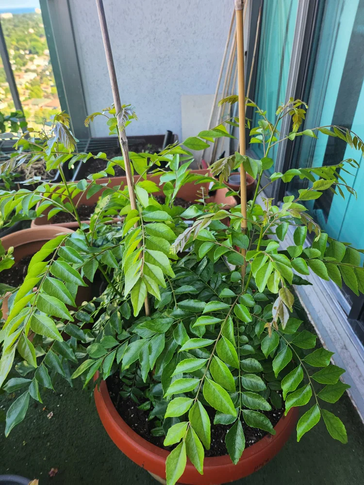 Big Curry plant with multiple branches image indicator(2)