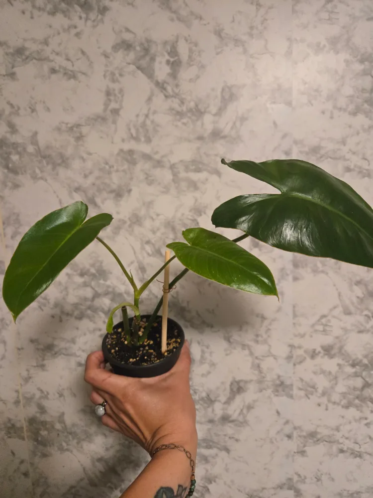 Assorted House Plants image indicator(7)