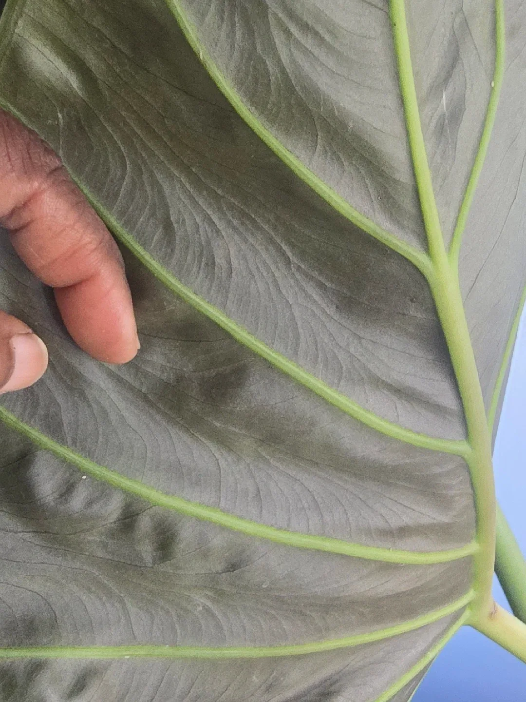 large Alocasia image indicator(5)