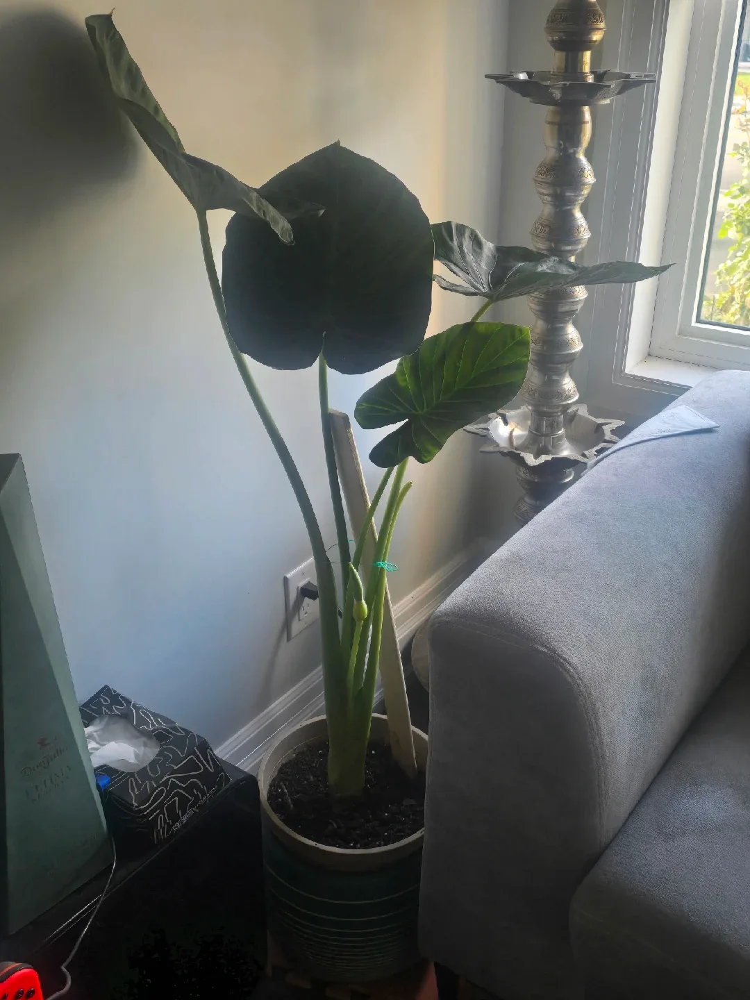 large Alocasia image indicator(6)