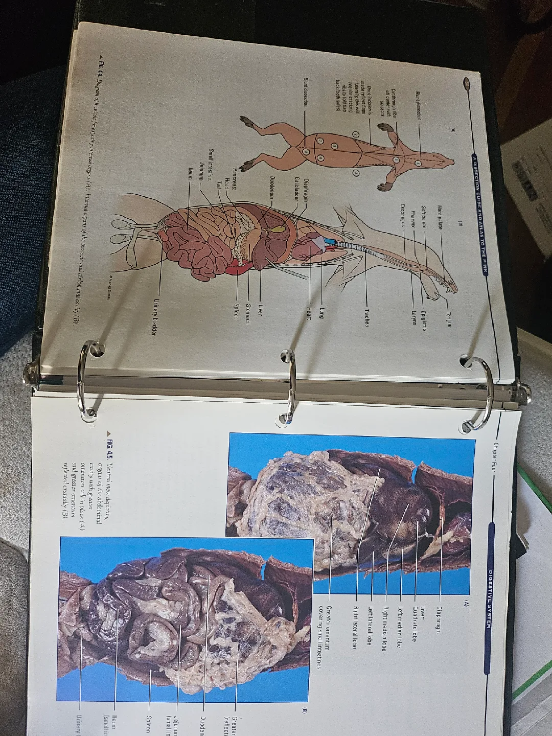 Dissection Guide & Atlas to the Mink image indicator(2)