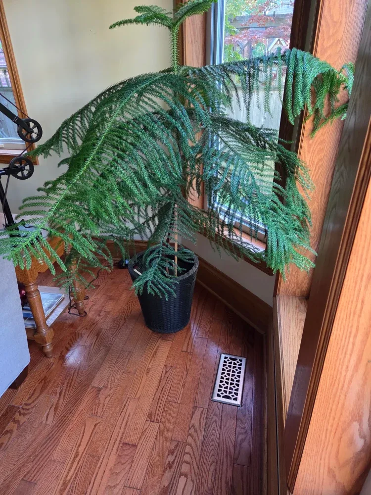 Norfolk Island Pine Tree thumbnail