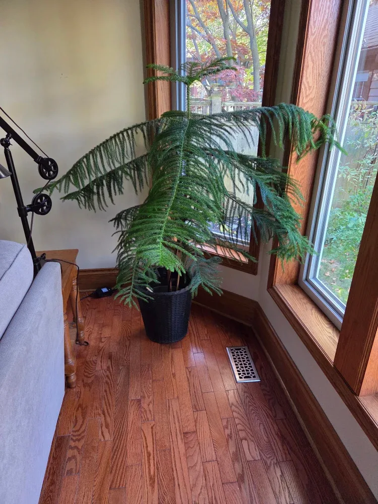 Norfolk Island Pine Tree image indicator(2)