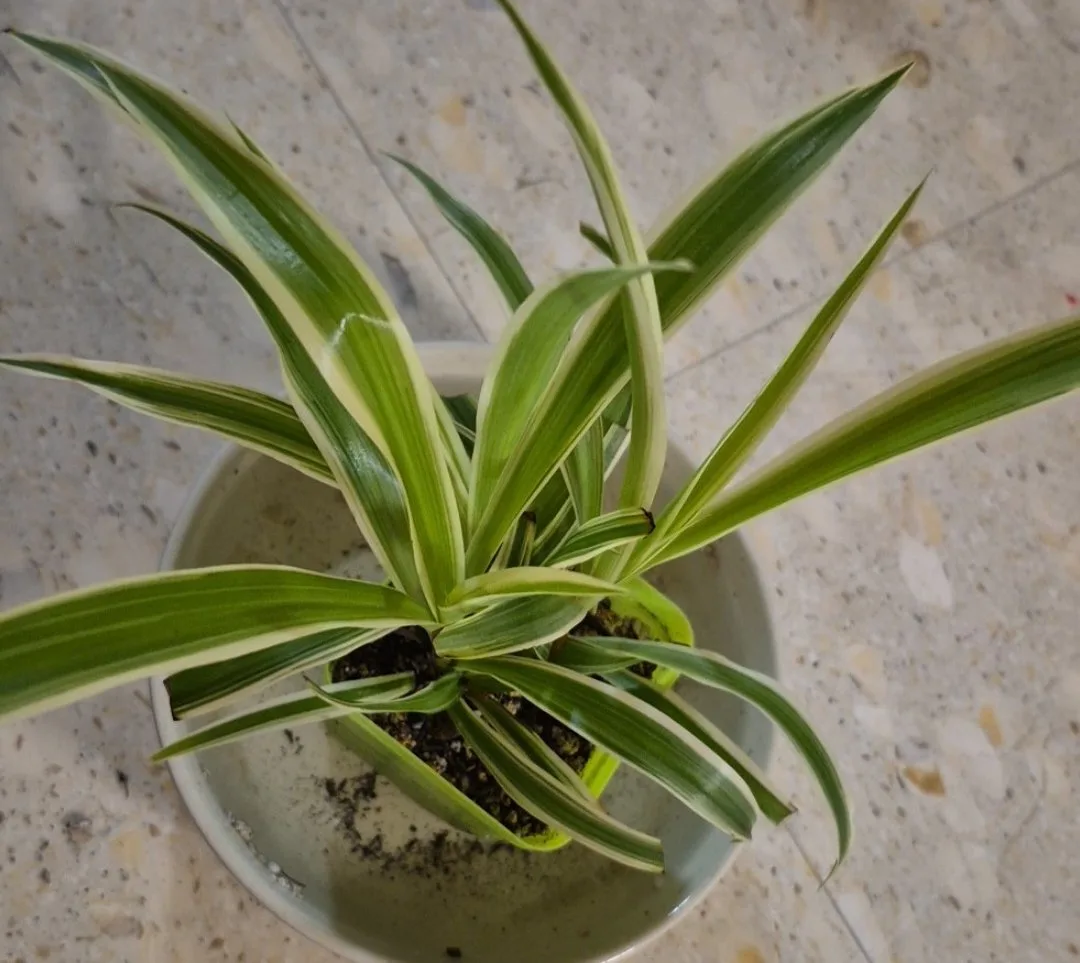 spider plant babies image indicator(2)