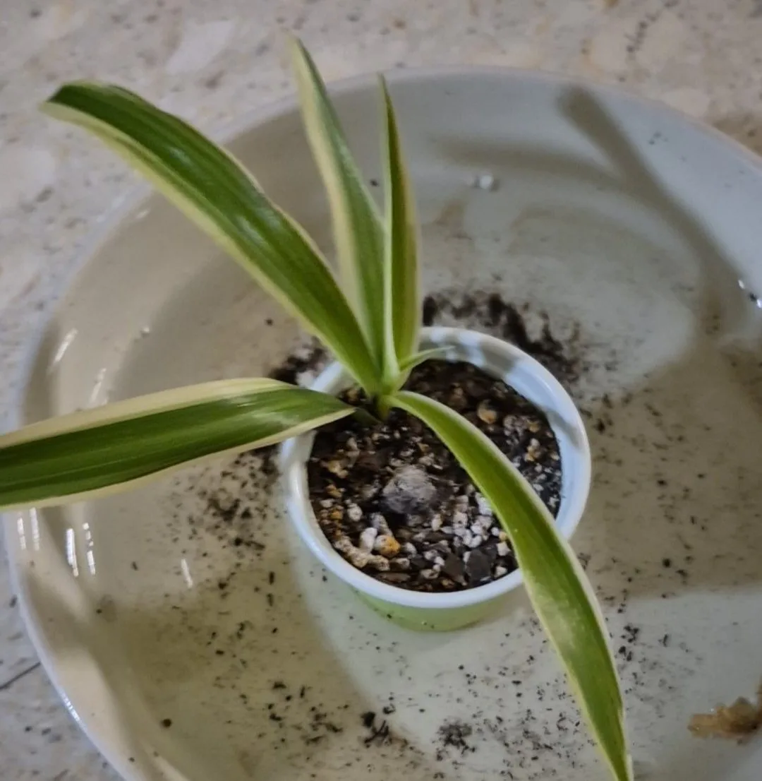 spider plant babies image indicator(3)