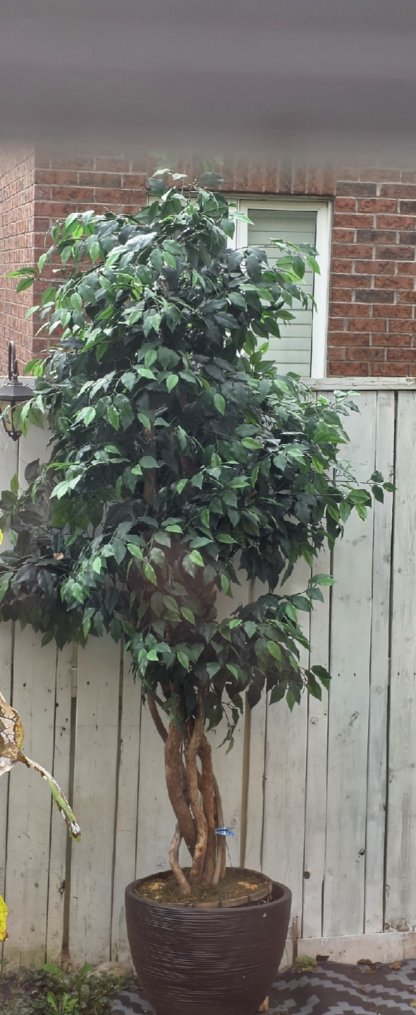 Faux Ficus Tree in Brown Pot