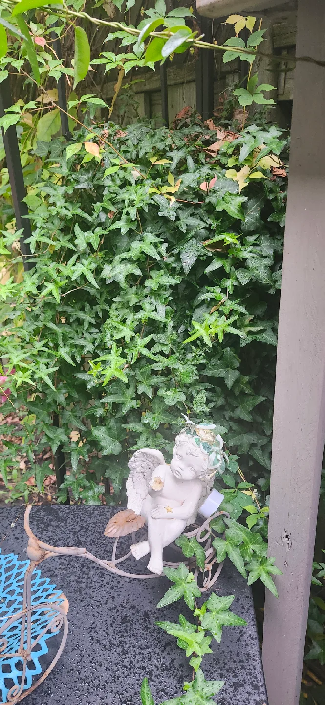 English Ivy potted plants image indicator(2)