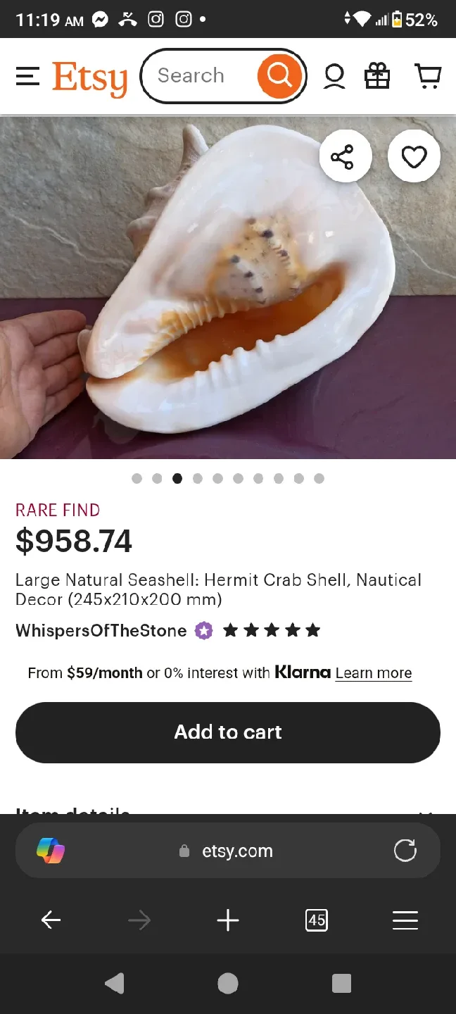 Large Conch Seashell image indicator(8)