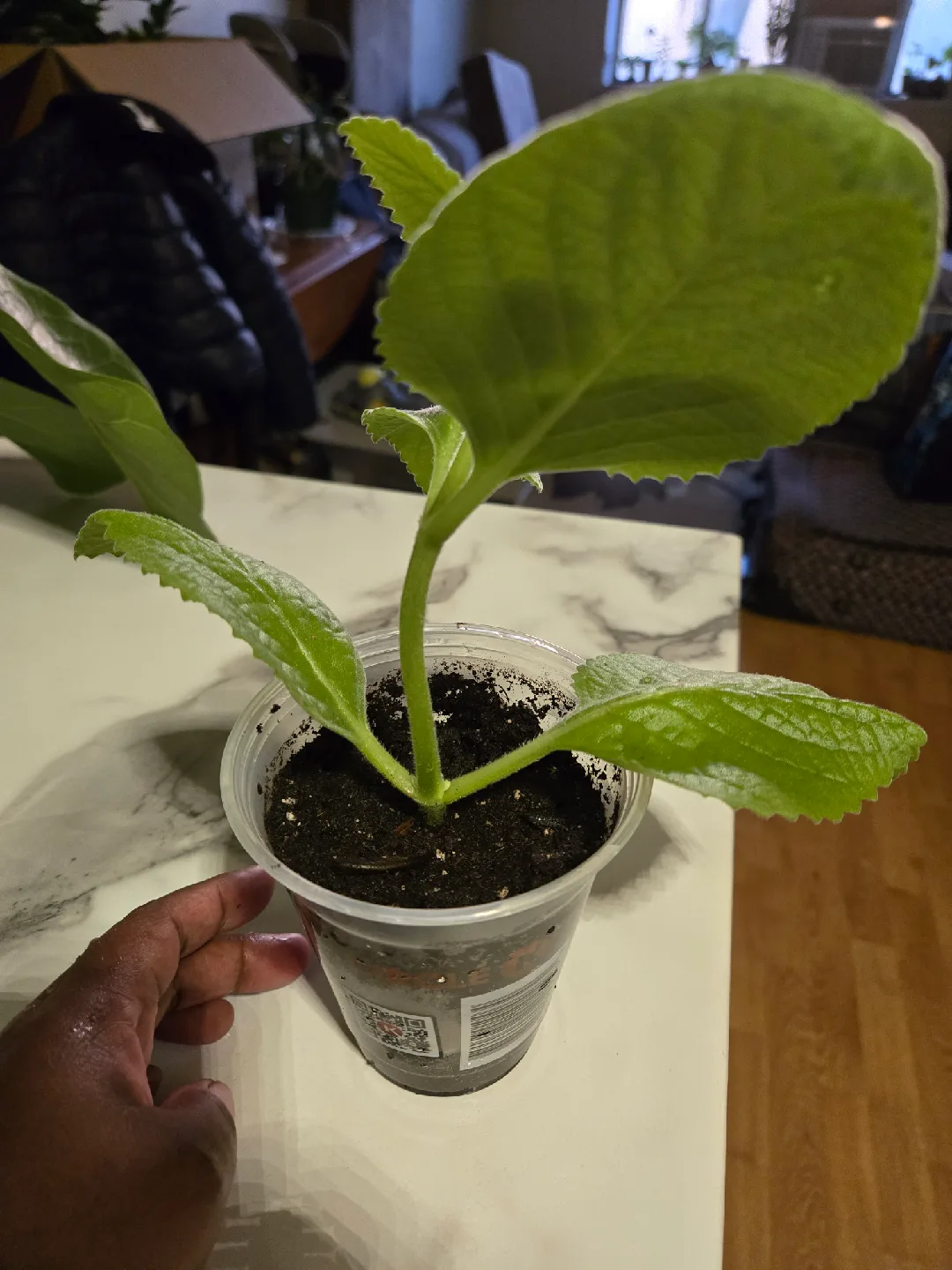 Cuban Oregano Plant✨️🪴  (3 available) image indicator(8)