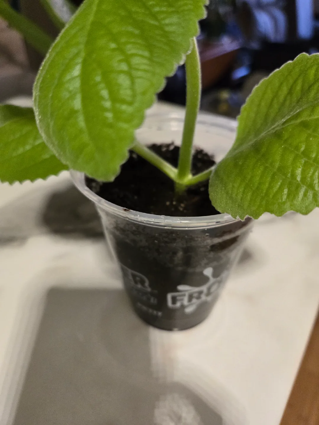 Cuban Oregano Plant✨️🪴  (3 available) image indicator(9)