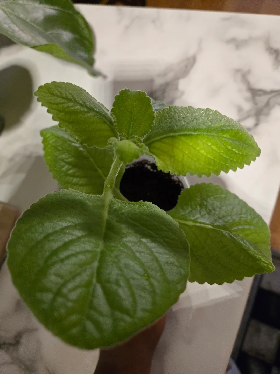 Cuban Oregano Plant✨️🪴  (3 available) thumbnail
