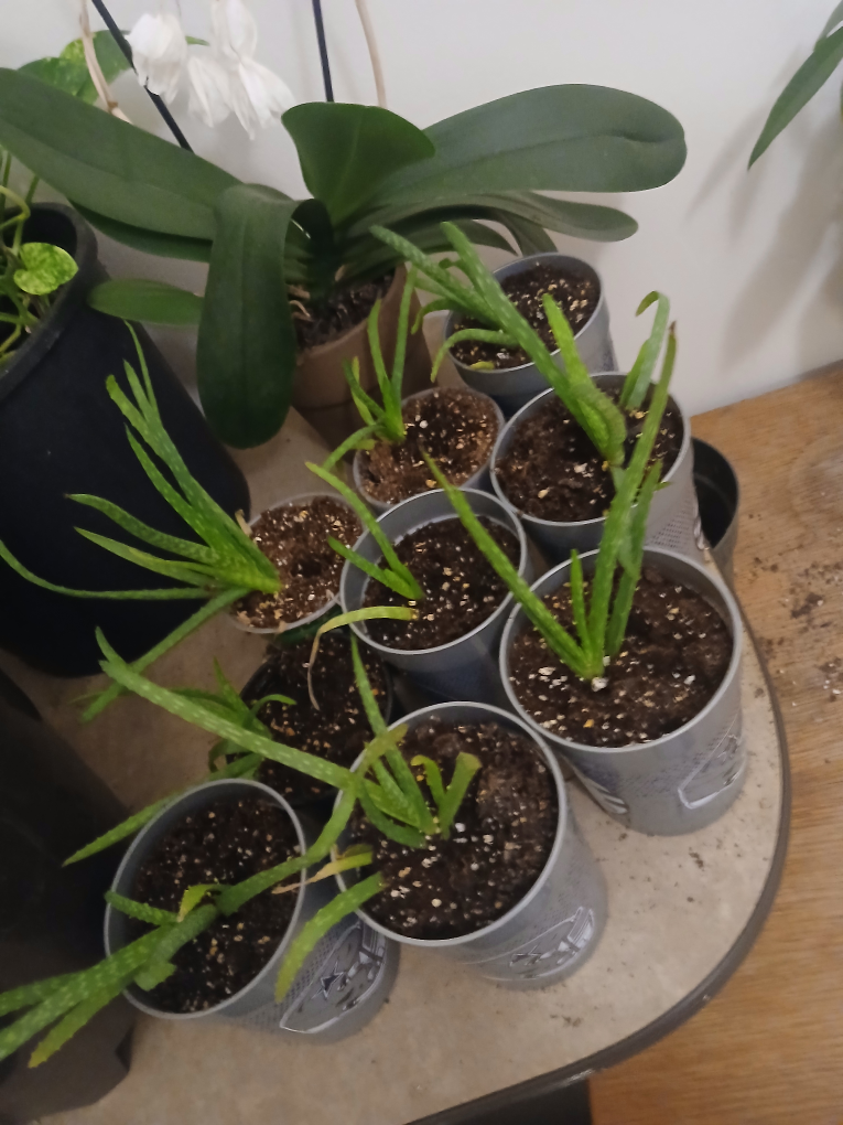 Aloe Vera Plants