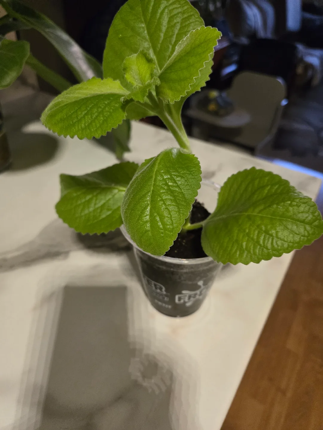 Cuban Oregano Plant✨️🪴  (3 available) image indicator(6)