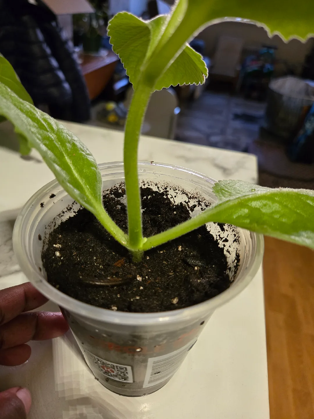 Cuban Oregano Plant✨️🪴  (3 available) image indicator(7)