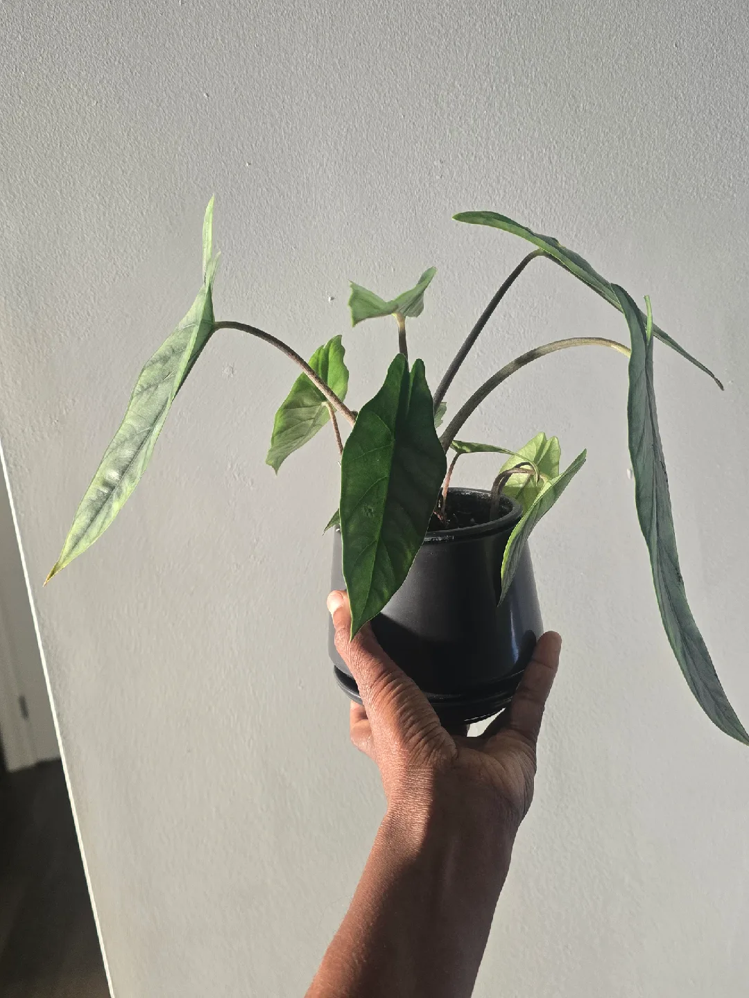 Alocasia  in Black Pot image indicator(4)