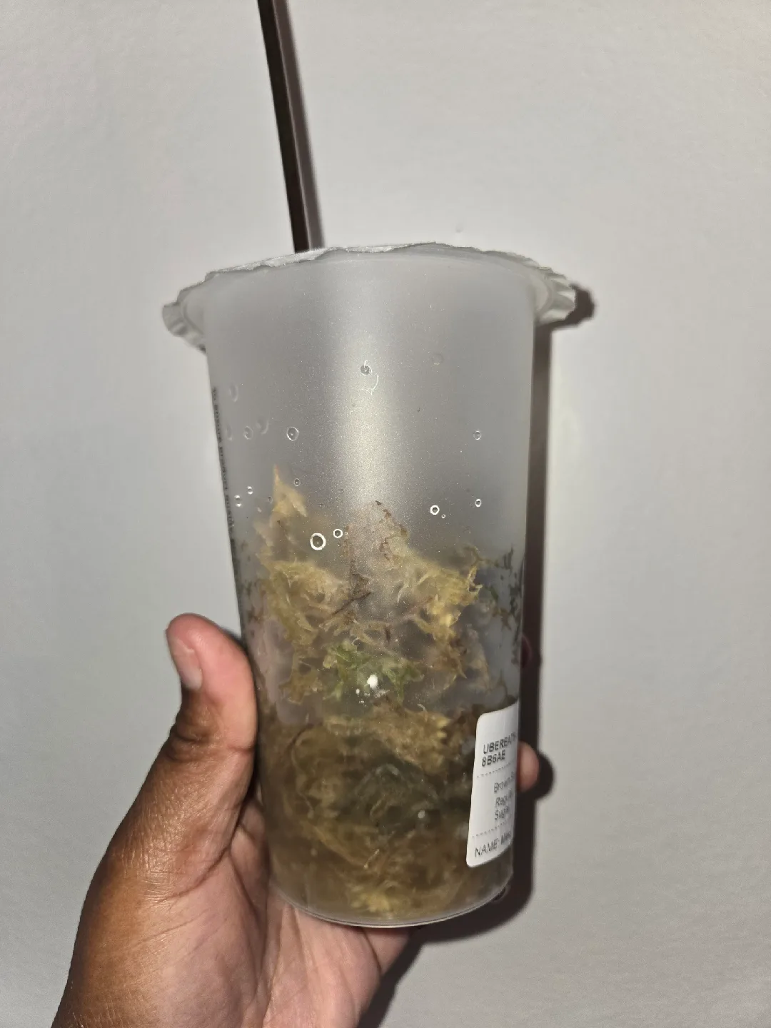 Syngonium ALBO 2 Plants, ROOTED✨️🌿 image indicator(4)