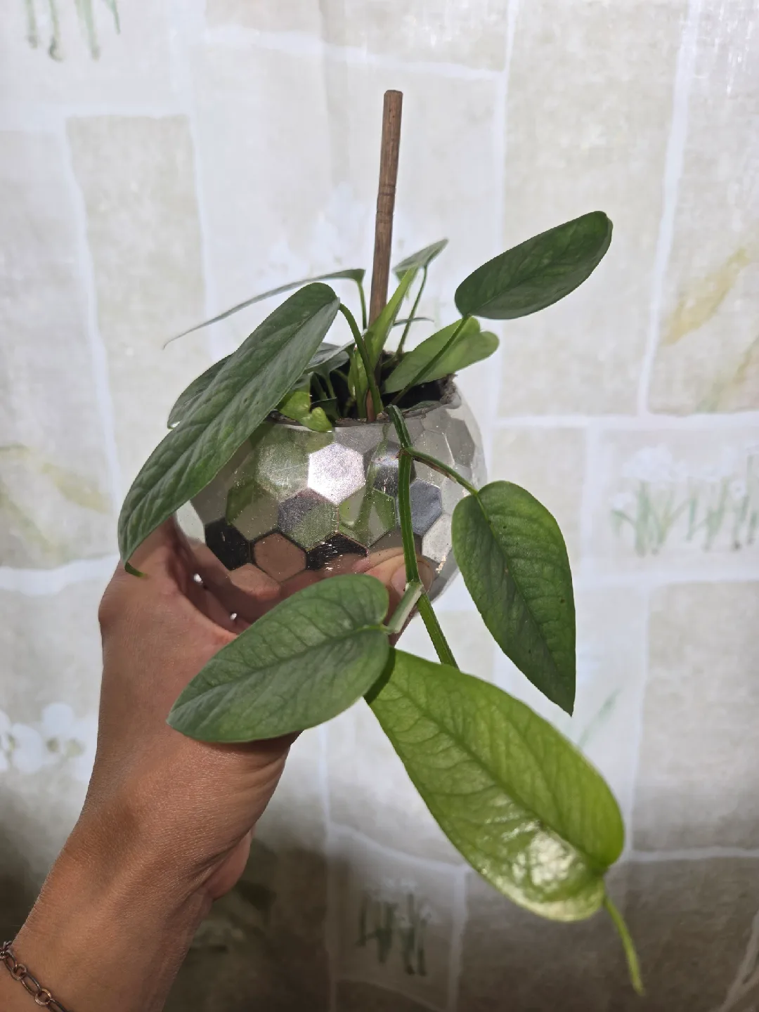 Assorted House Plants image indicator(10)