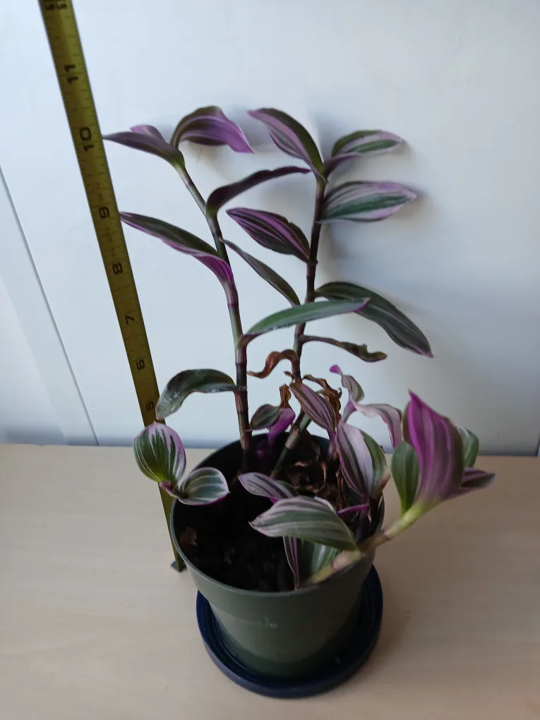 Tradescantia Zebrina Plant available. Non-negotiable. image indicator(2)