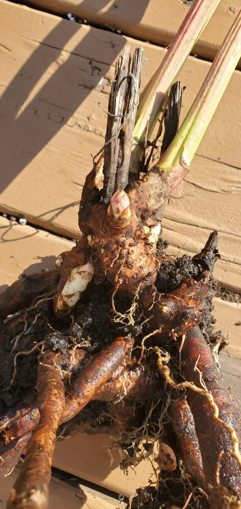 Peony image indicator(3)