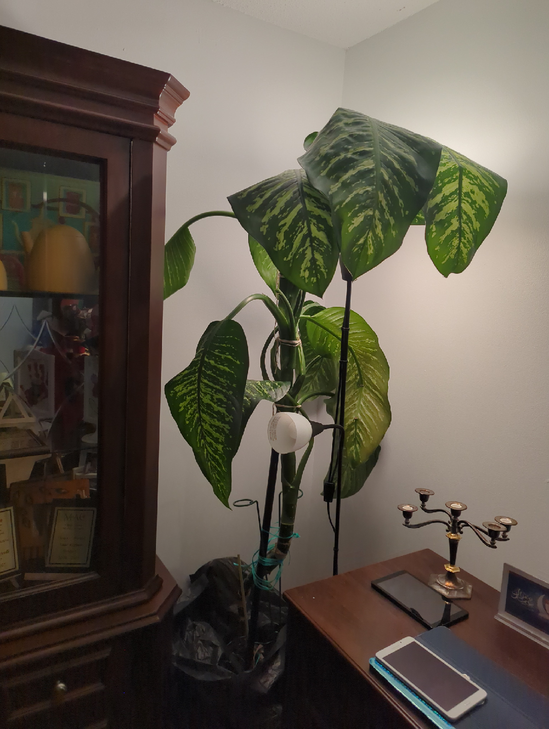 A Huge 7 feet Dieffenbachia Plant