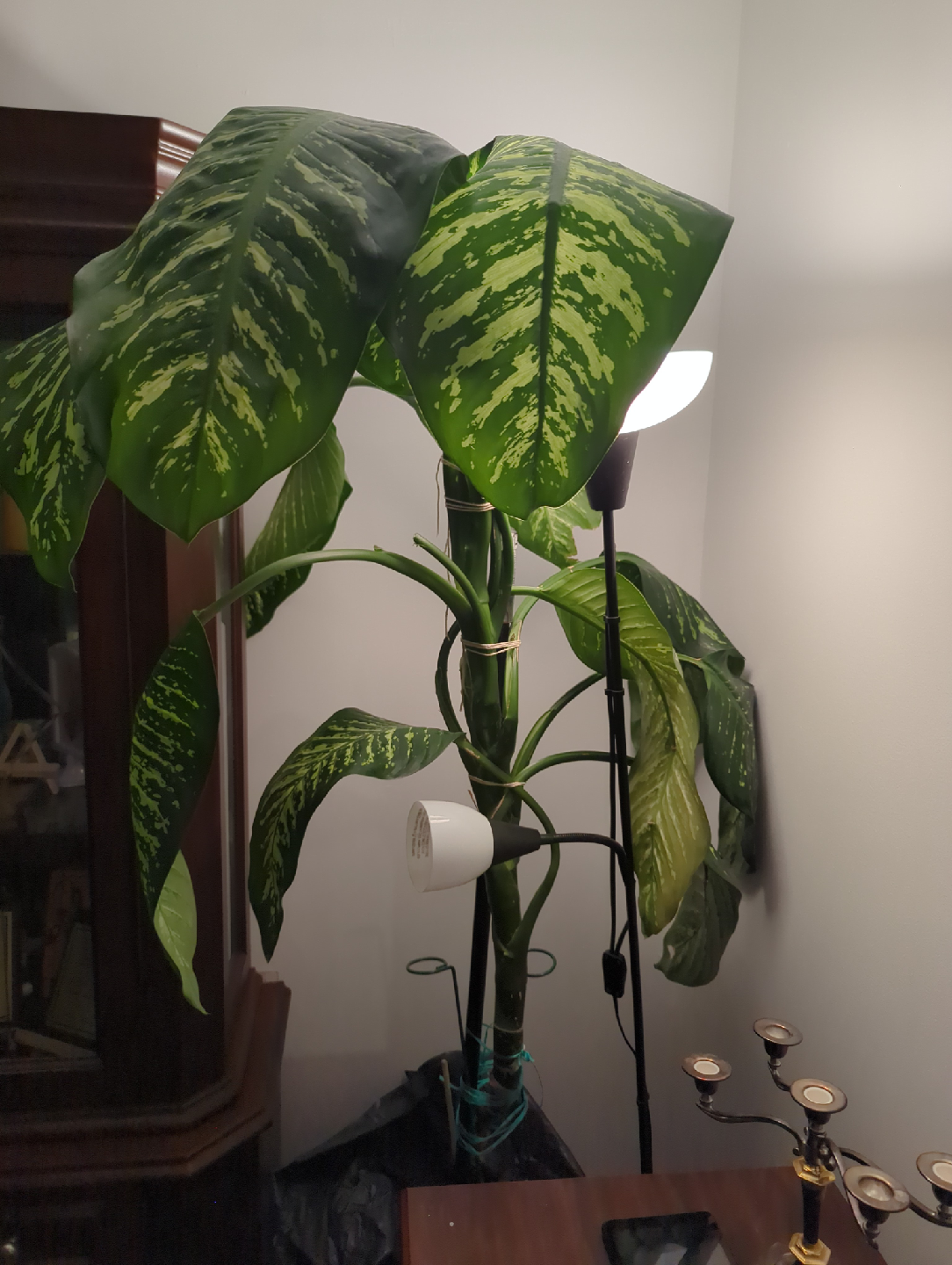 A Huge 7 feet Dieffenbachia Plant - photo 2