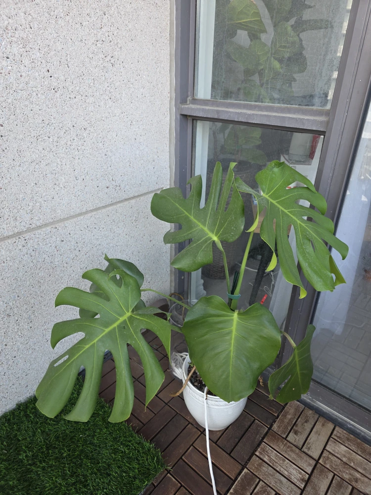 Monstera Plant