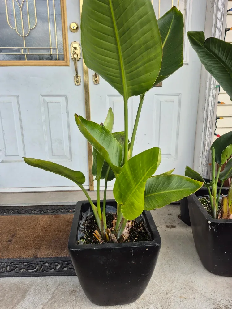 Bird of Paradise Plant image indicator(2)