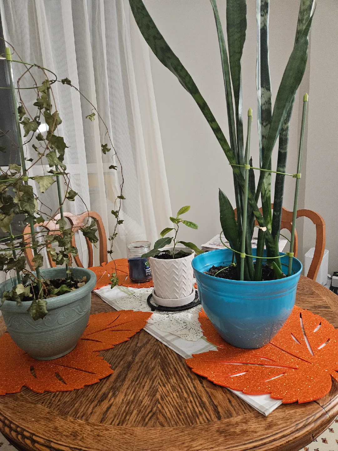 Potted Snake Plant and Other Plants 🤎 thumbnail