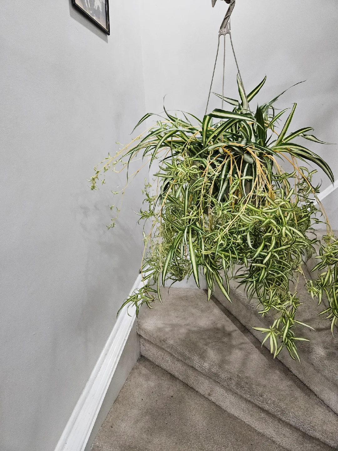 Spider plant🧡 image indicator(2)