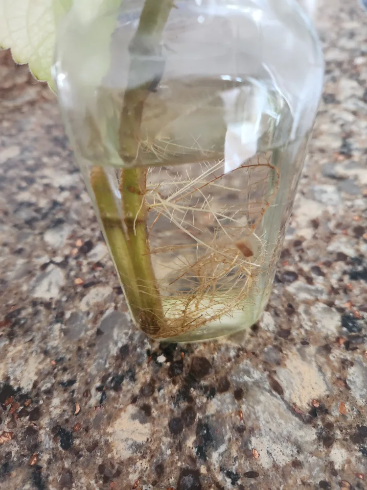 oregano cutting with roots image indicator(2)