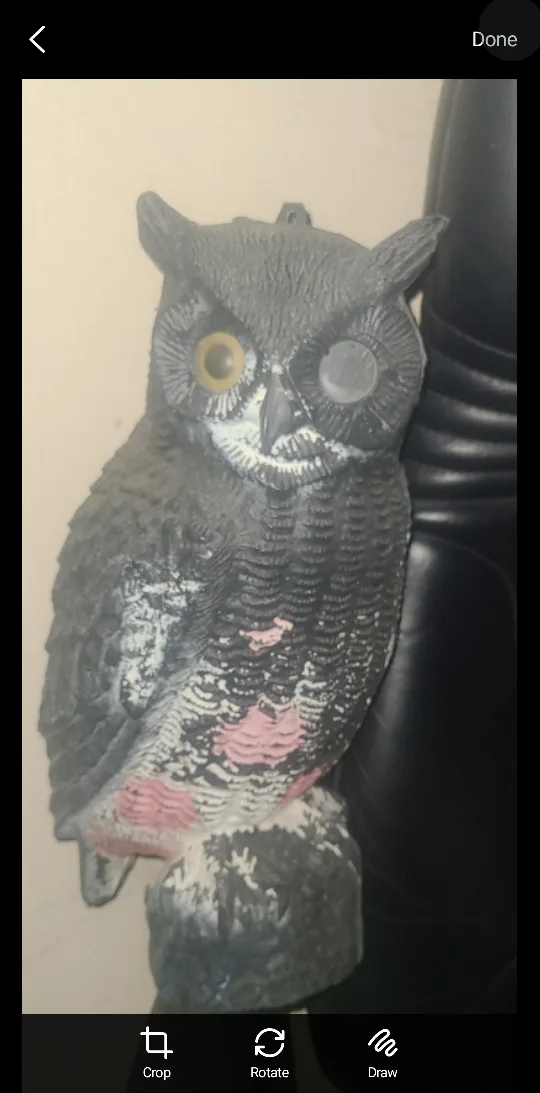 Owl decoy 🥕 thumbnail
