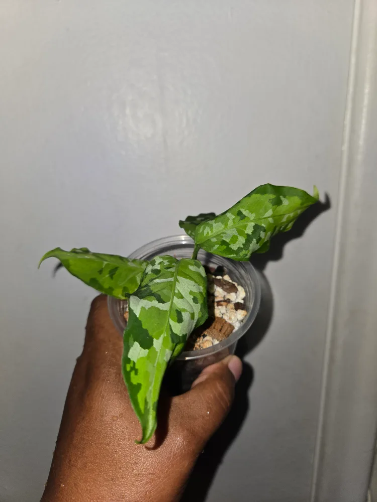 Pictum tri color  Aglaonema Plant✨️🌿 (2 available) thumbnail