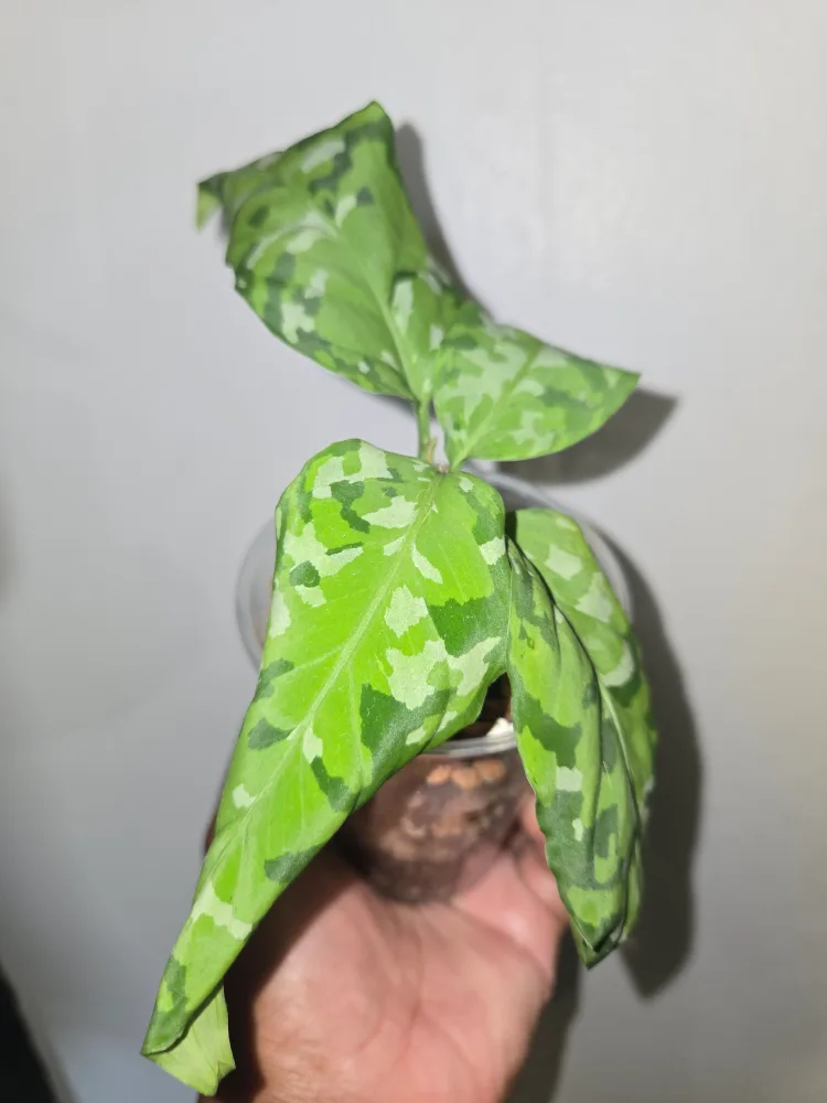 Pictum tri color  Aglaonema Plant✨️🌿 (2 available) image indicator(7)