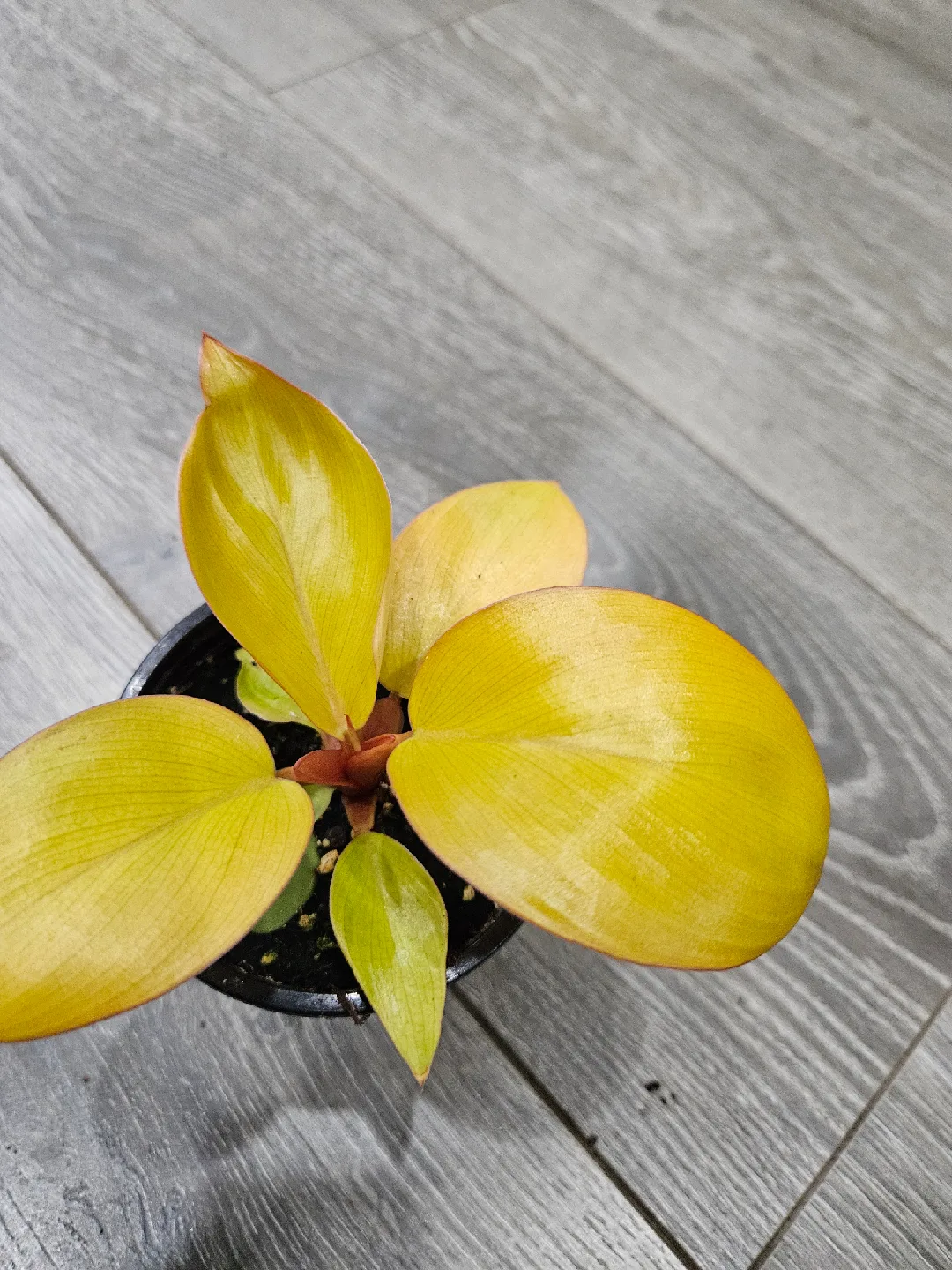 Philodendron  mars image indicator(4)