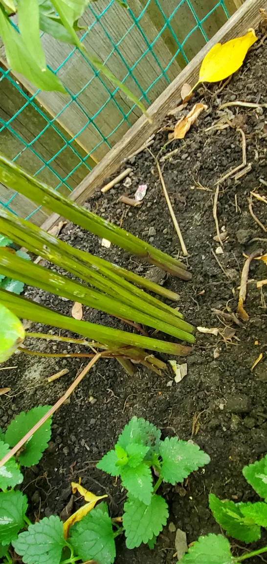 Peony image indicator(3)