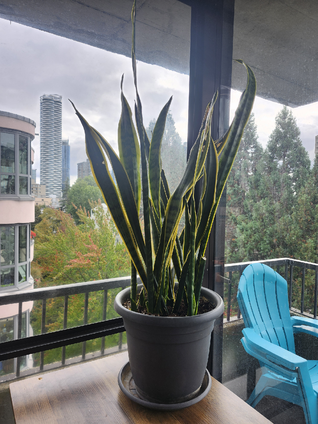 Large Snake Plant