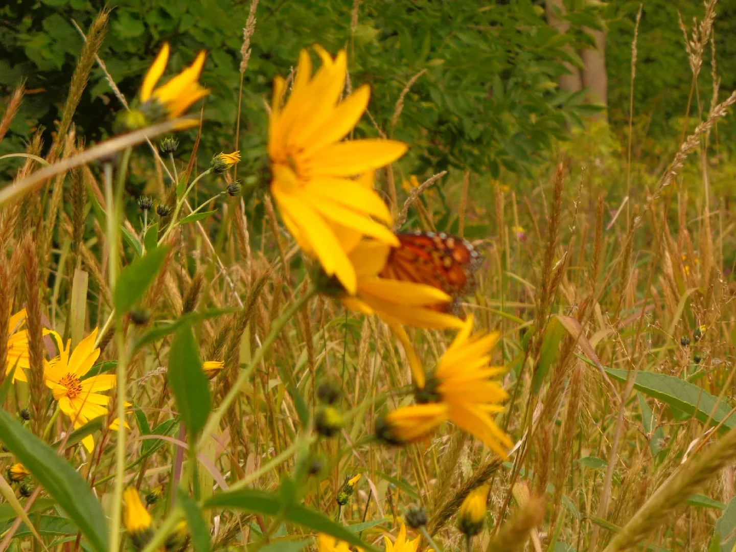 CRC recycling Mississauga image indicator(2)